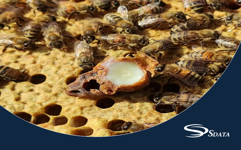 آمار واردات و صادرات ژل رویال، موم زنبور عسل و سایر حشرات