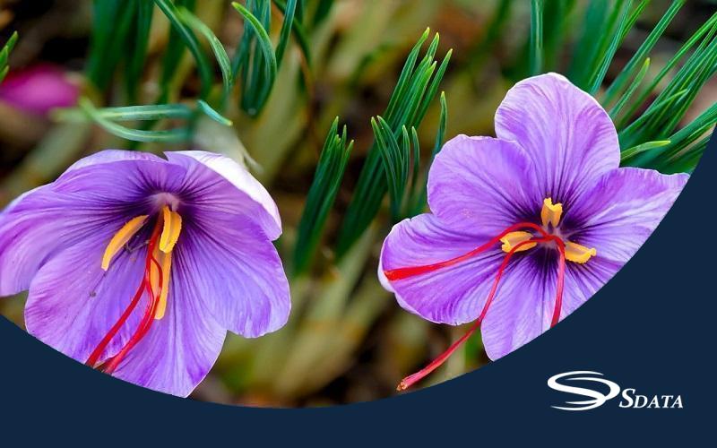 آمار واردات و صادرات زعفران در ایران