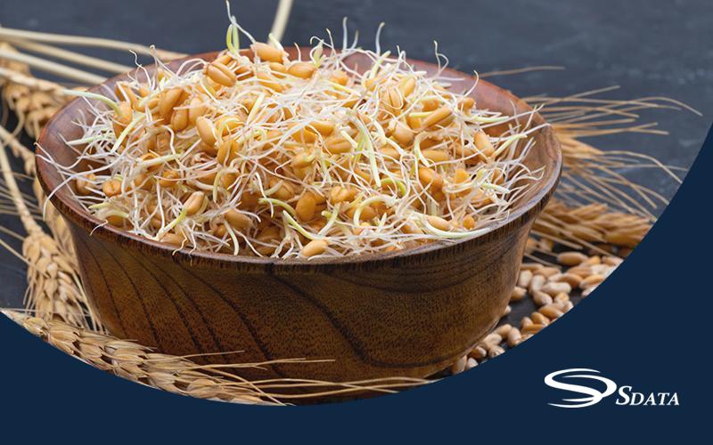 بازار جوانه گندم و مکمل‌های مبتنی بر آن