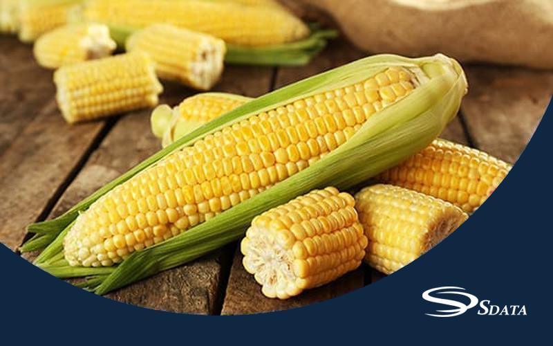 اندازه بازار ذرت