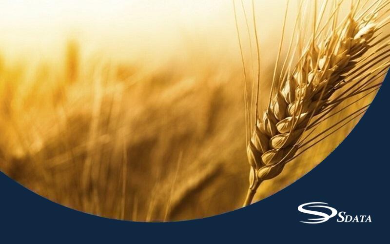 آمار واردات و صادرات گندم در ایران